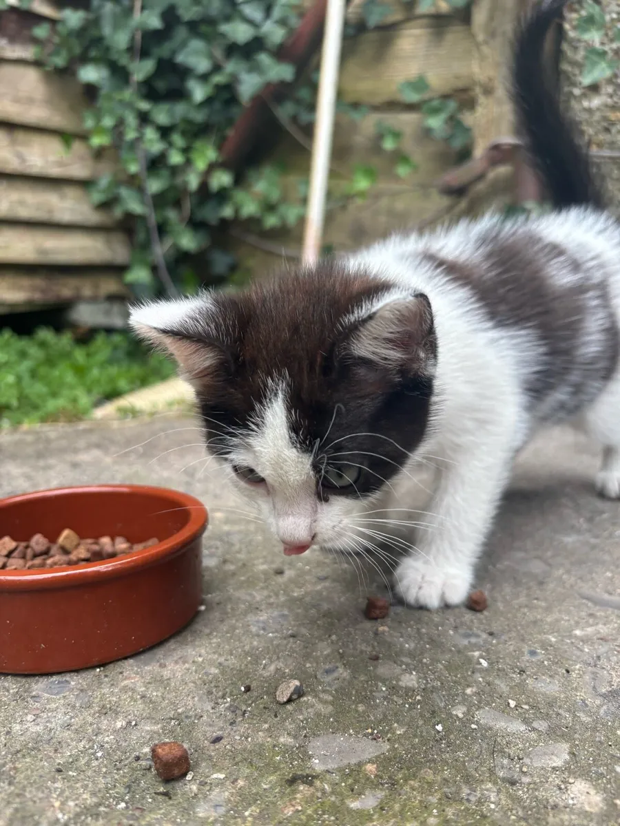 Kitten - Image 2