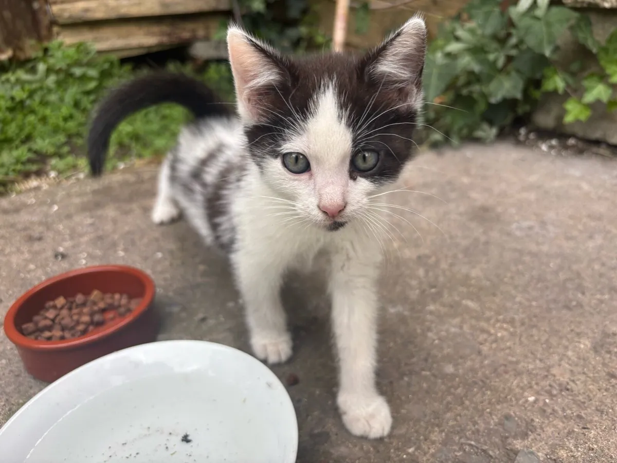 Kitten - Image 1