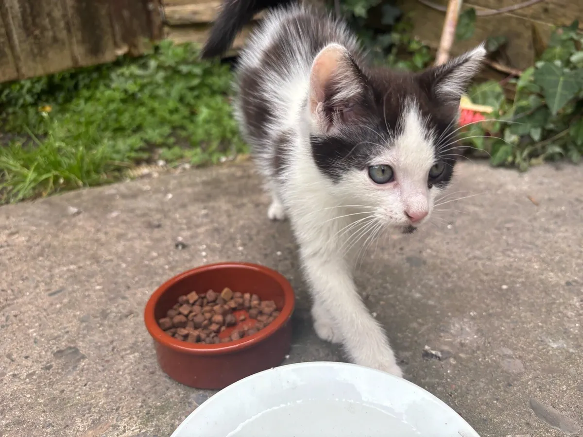 Kitten - Image 3