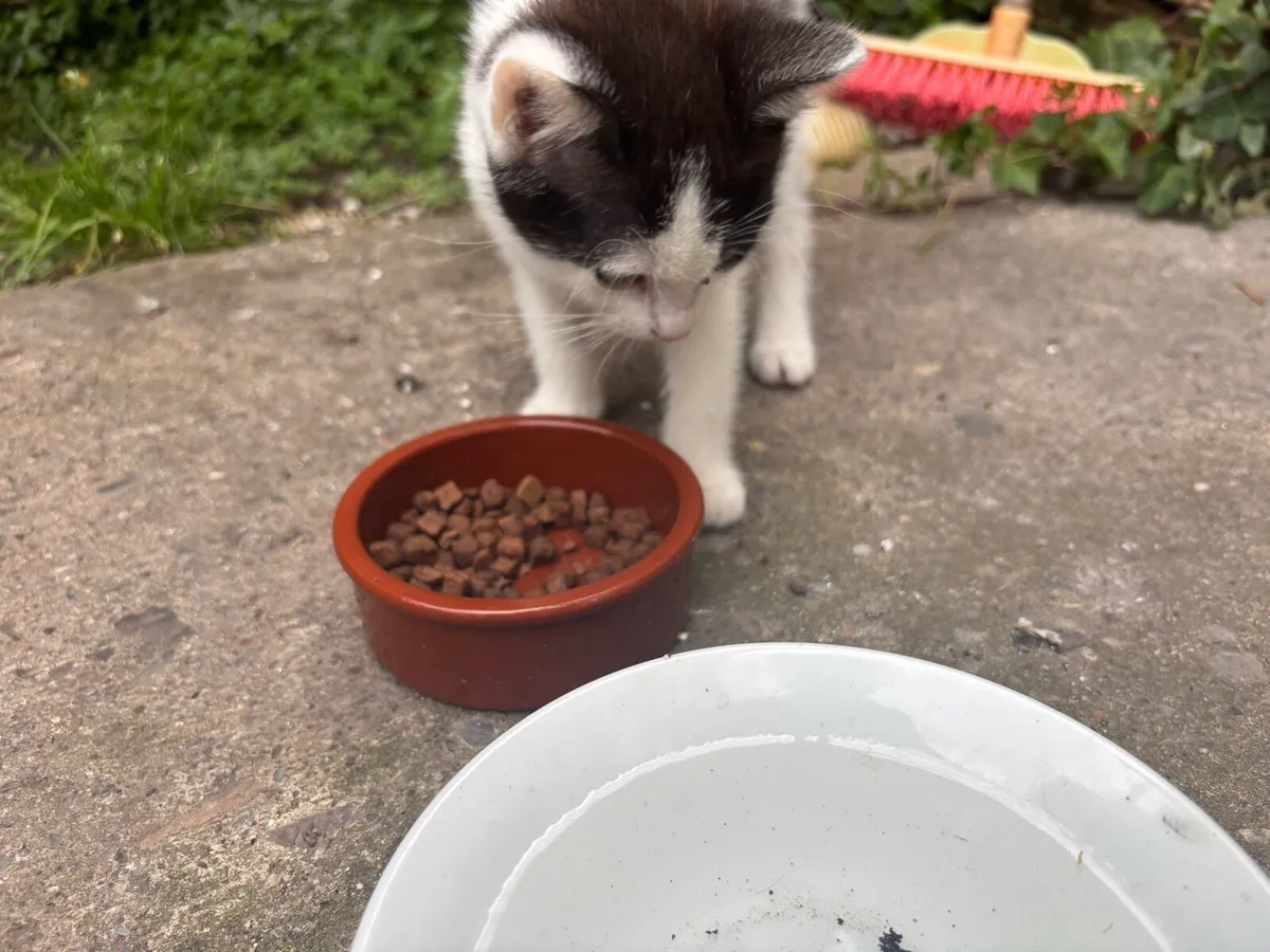Kitten - Image 4
