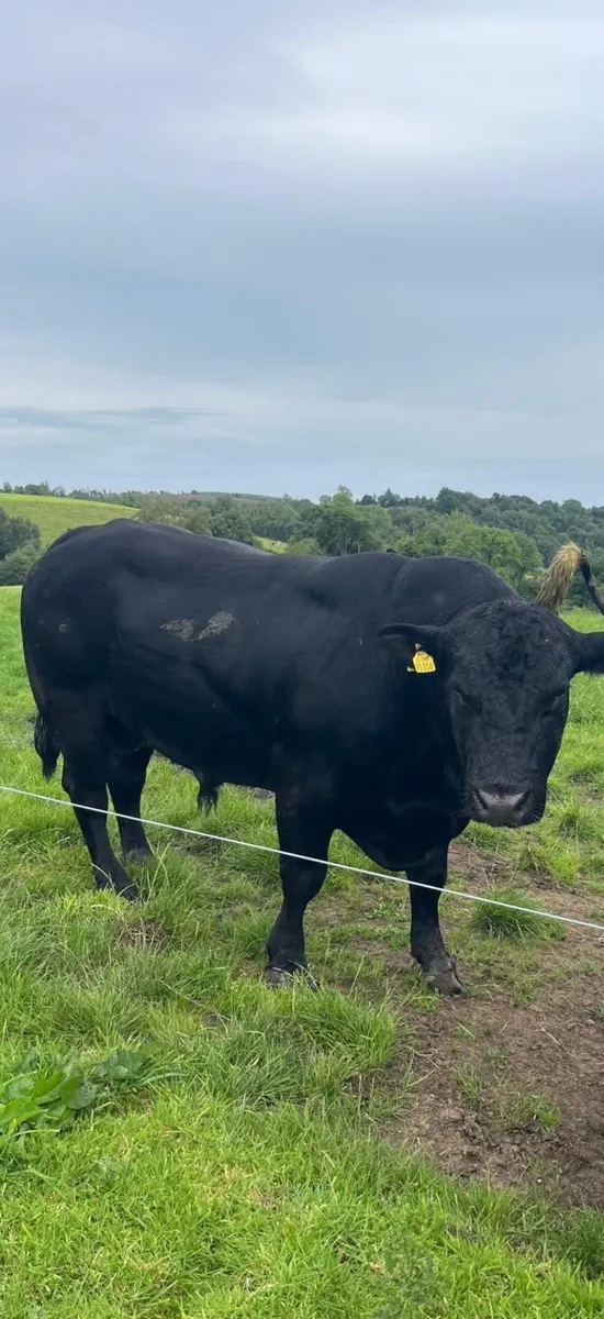 Angus bill for sale - Image 1