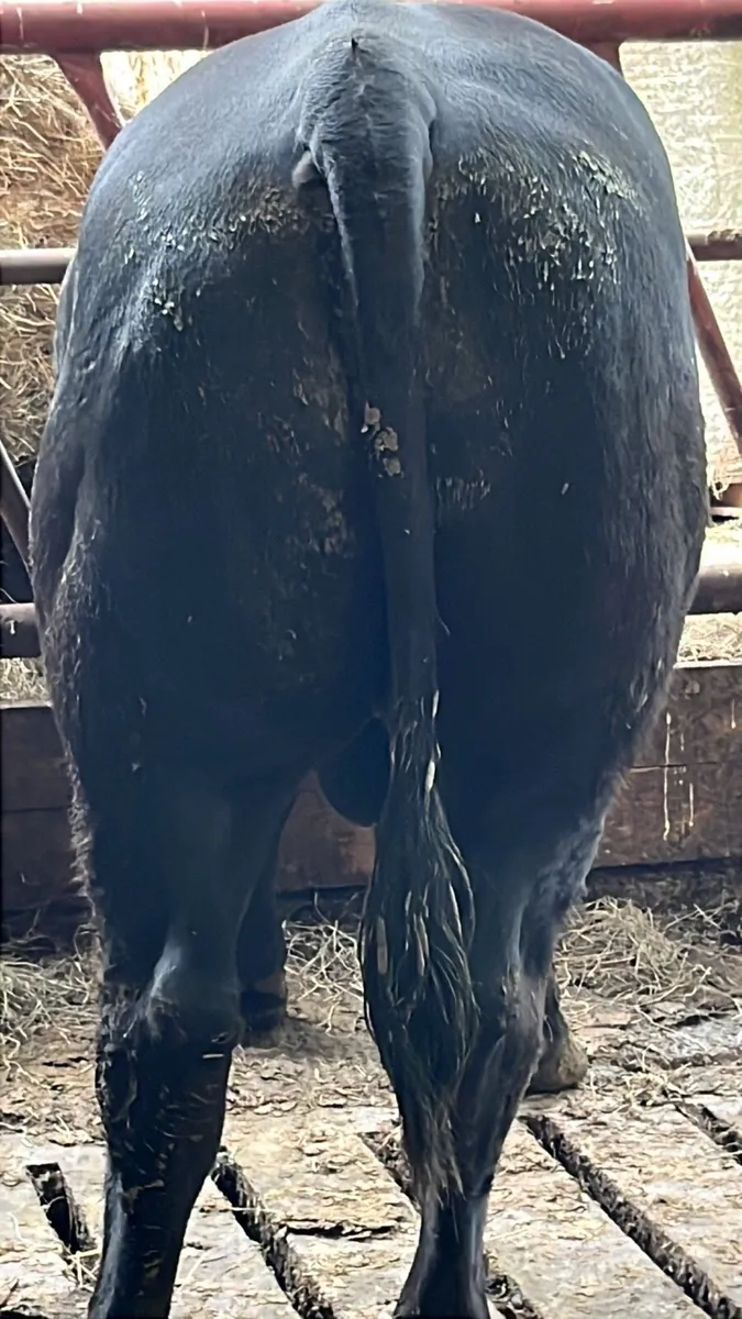 Angus bill for sale - Image 2