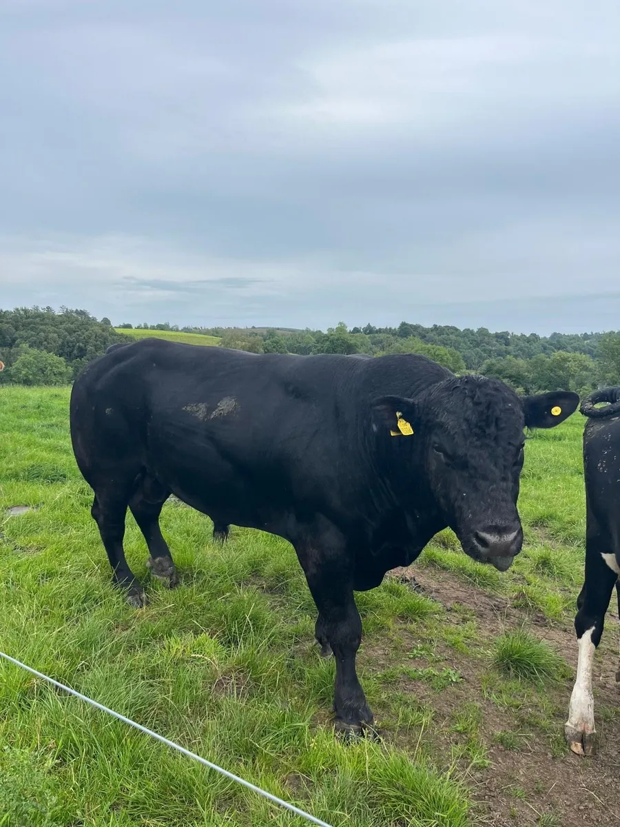 Angus bill for sale - Image 3