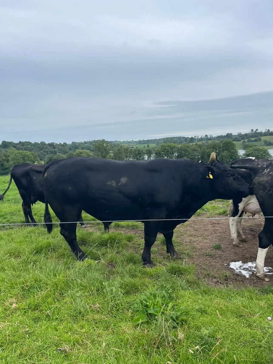 Angus bill for sale - Image 4