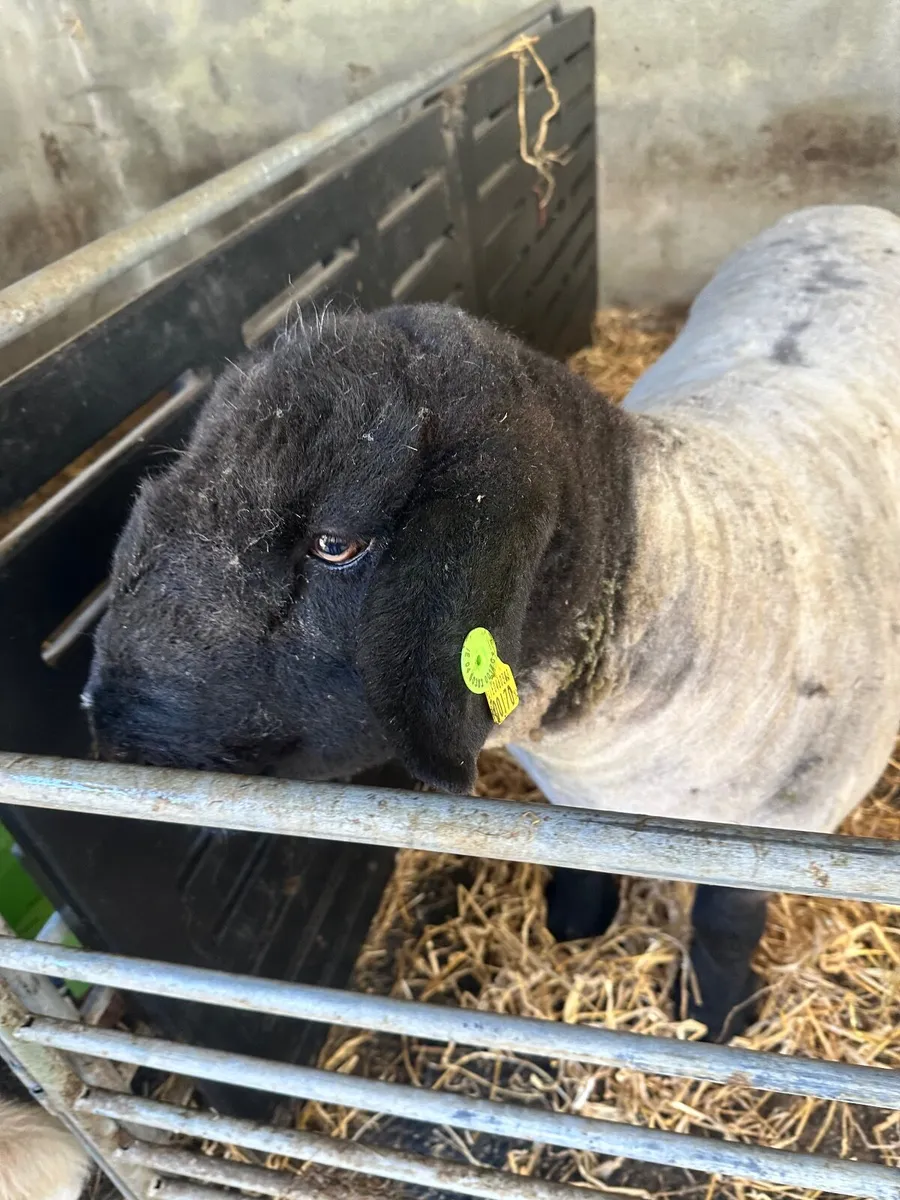 Pedigree Suffolk ram - Image 2