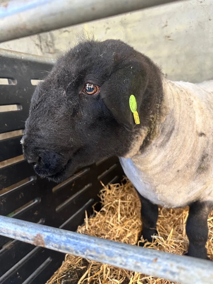 Pedigree Suffolk ram - Image 1