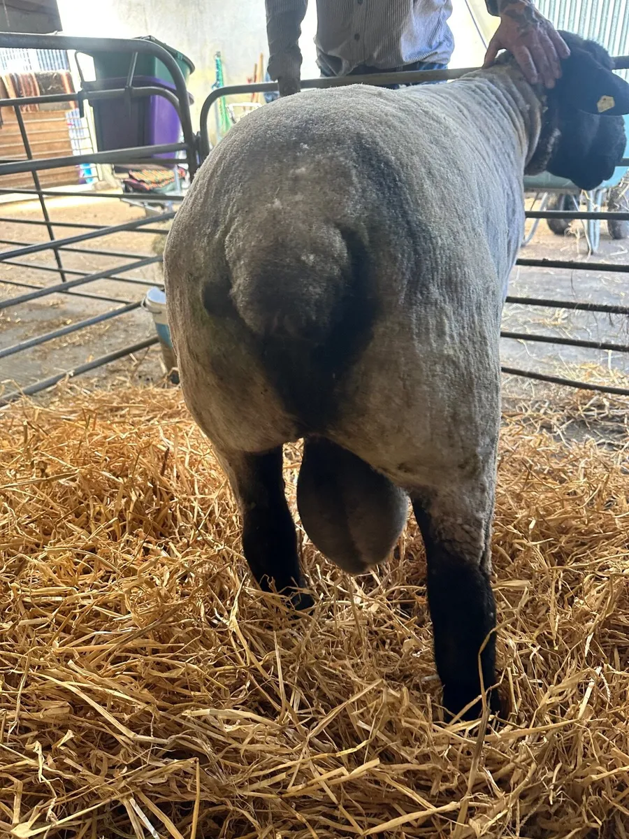 Pedigree Suffolk ram - Image 3