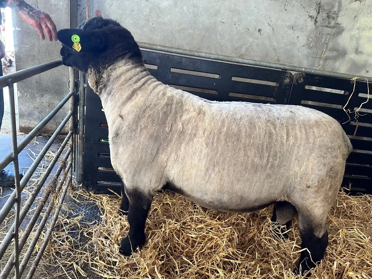 Pedigree Suffolk ram - Image 4