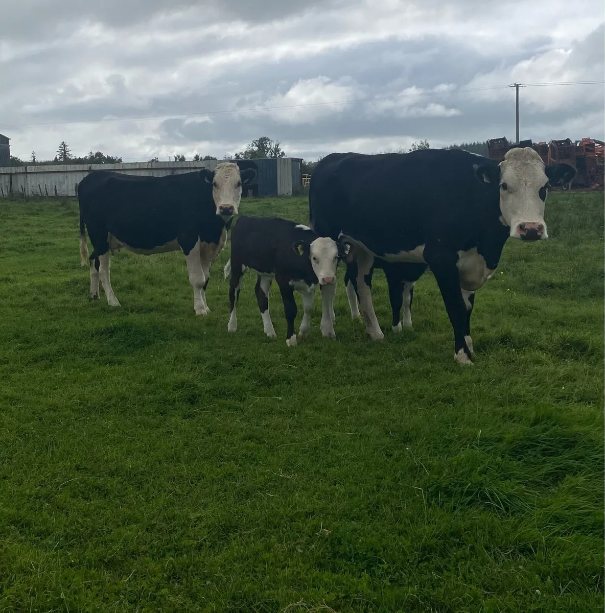 ⭐️2 Hereford Cows and Calves , Back In Calf⭐️ - Image 1