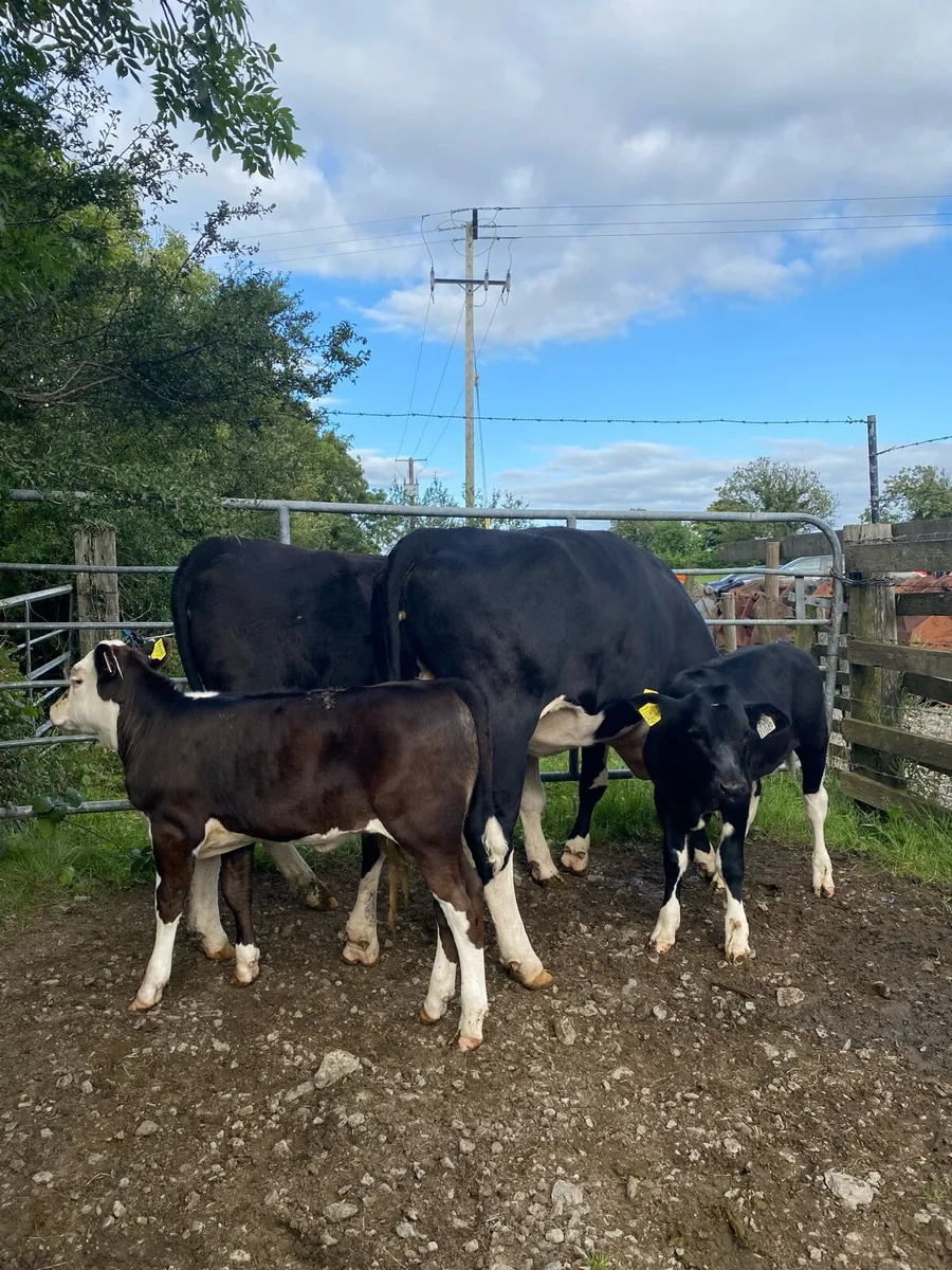 ⭐️2 Hereford Cows and Calves , Back In Calf⭐️ - Image 2