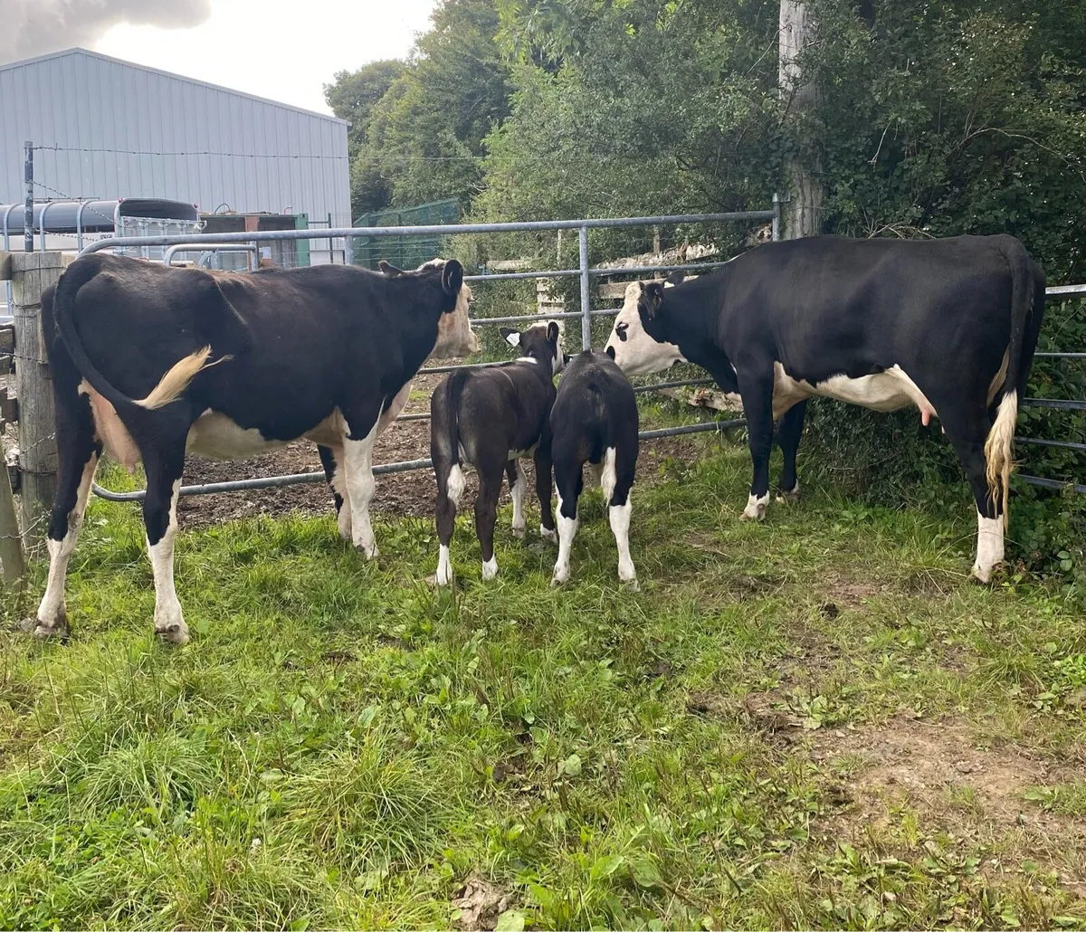 ⭐️2 Hereford Cows and Calves , Back In Calf⭐️ - Image 4
