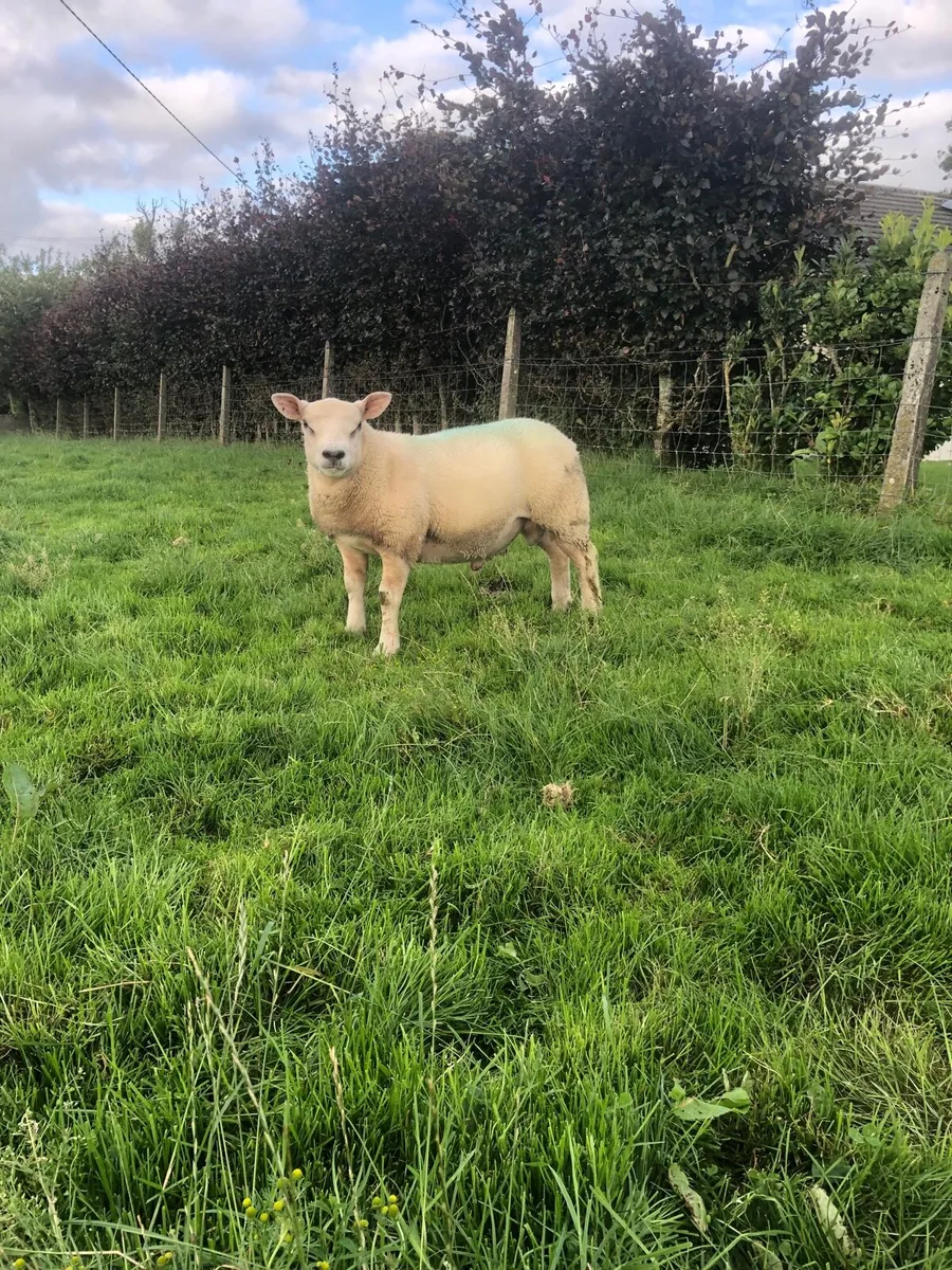 Pbnr Texel ram lamb - Image 2