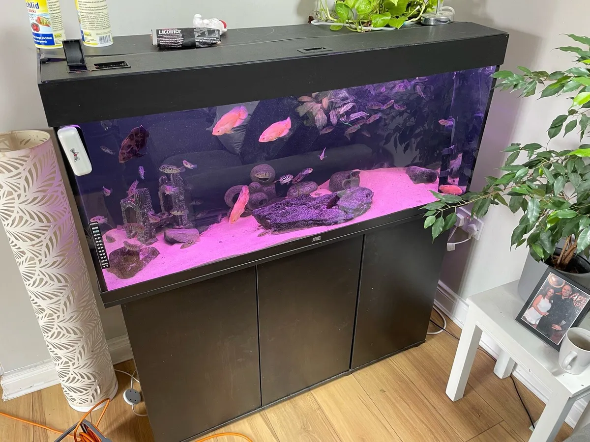 Juwel 240 litre - Image 1