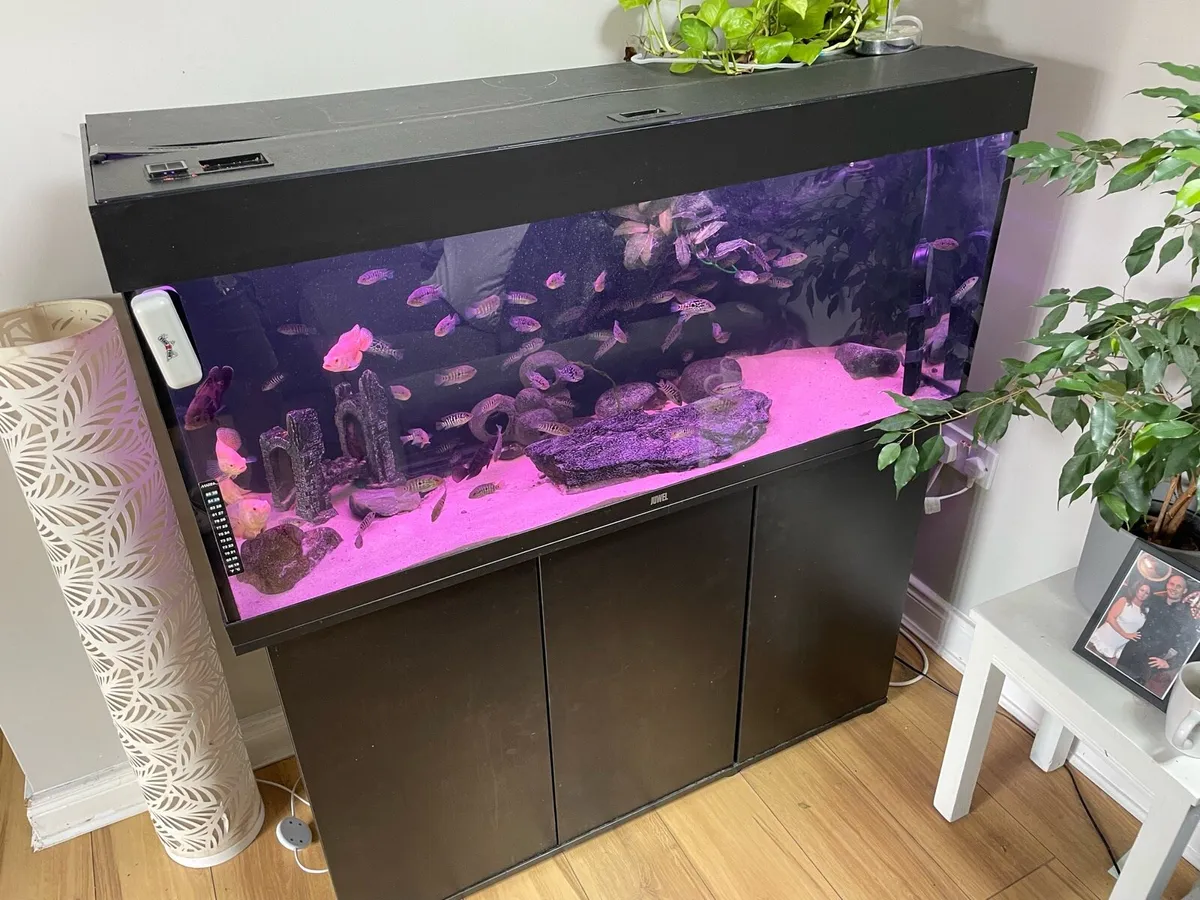 Juwel 240 litre - Image 3