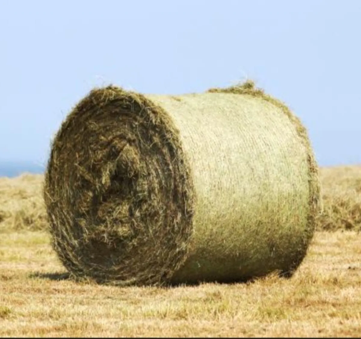 Great quality Hay