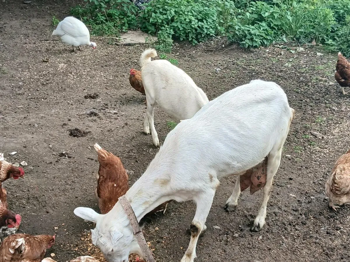 Goats - Image 1