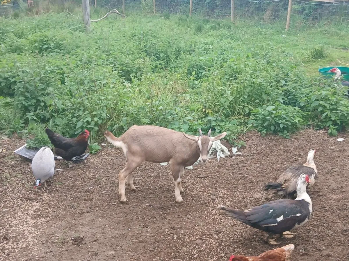 Goats - Image 2