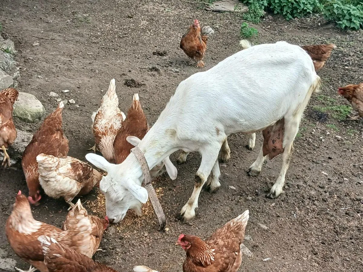 Goats - Image 3
