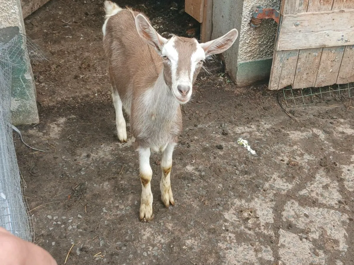 Goats - Image 4