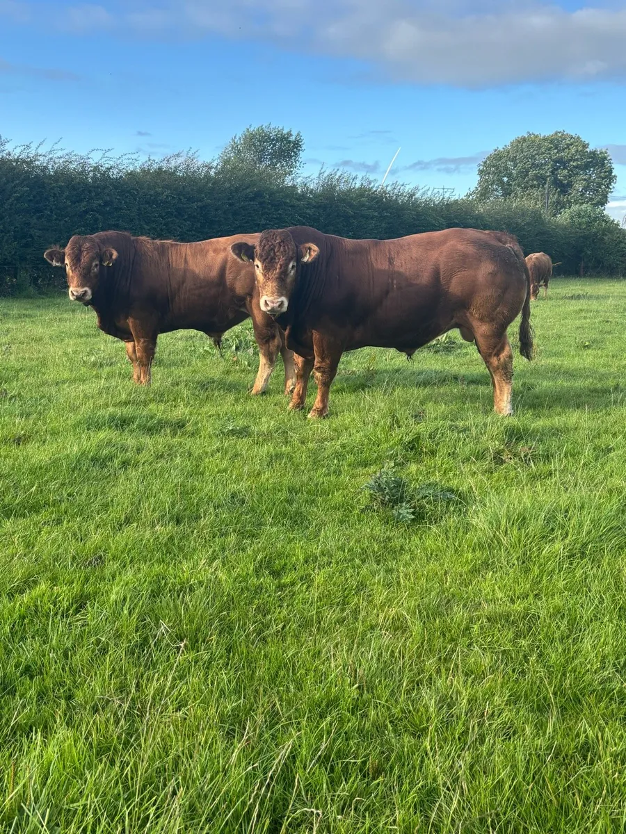 Limousin bulls - Image 1