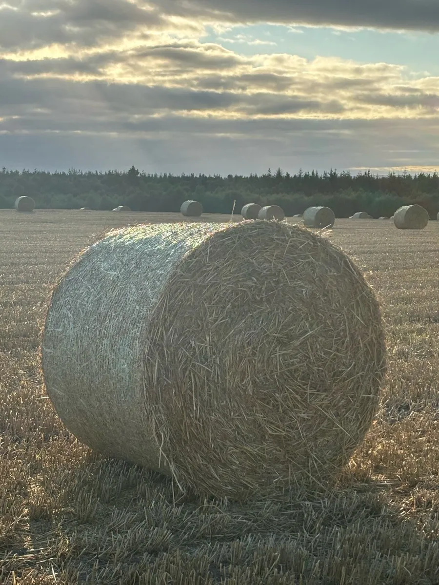 Wheaten straw