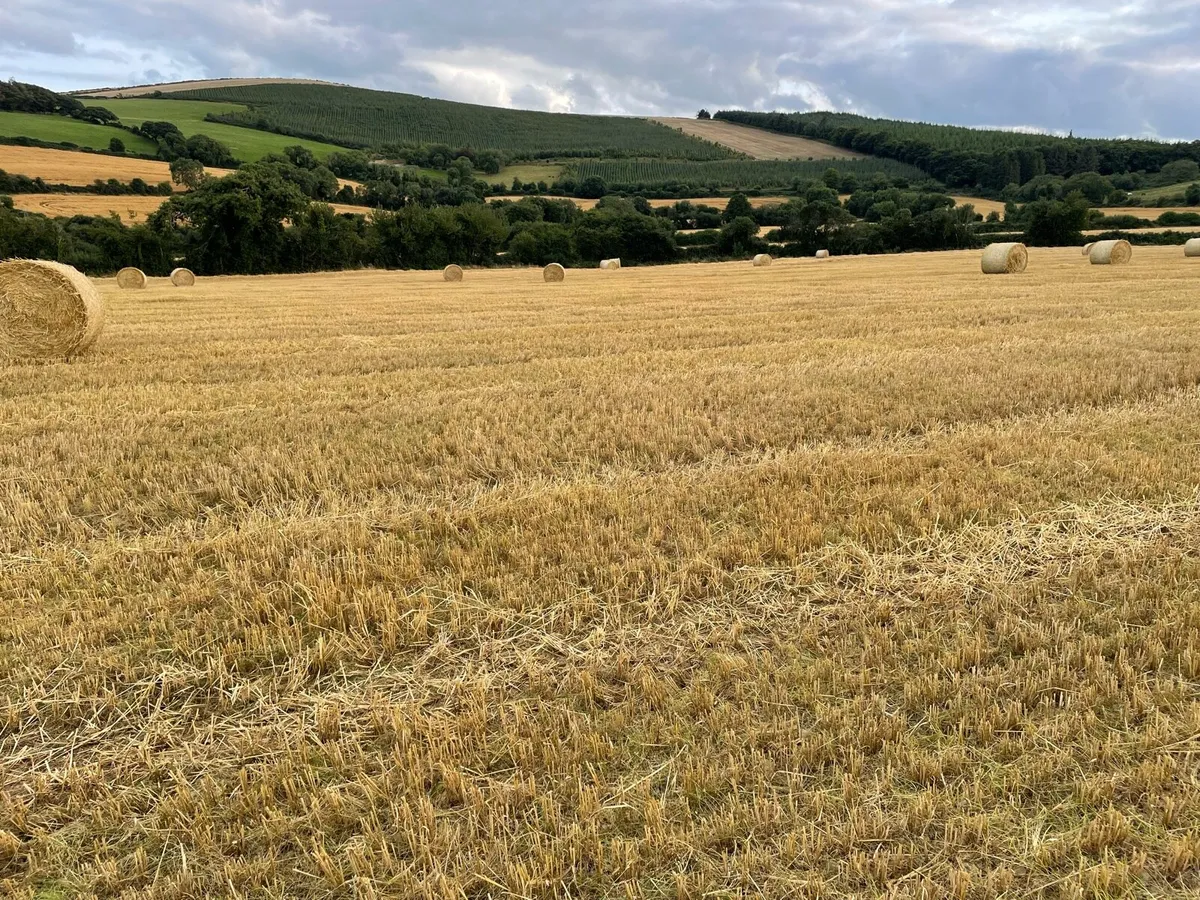 Spring Barley Straw - Image 1