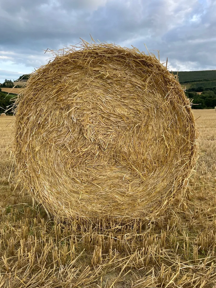 Spring Barley Straw - Image 2