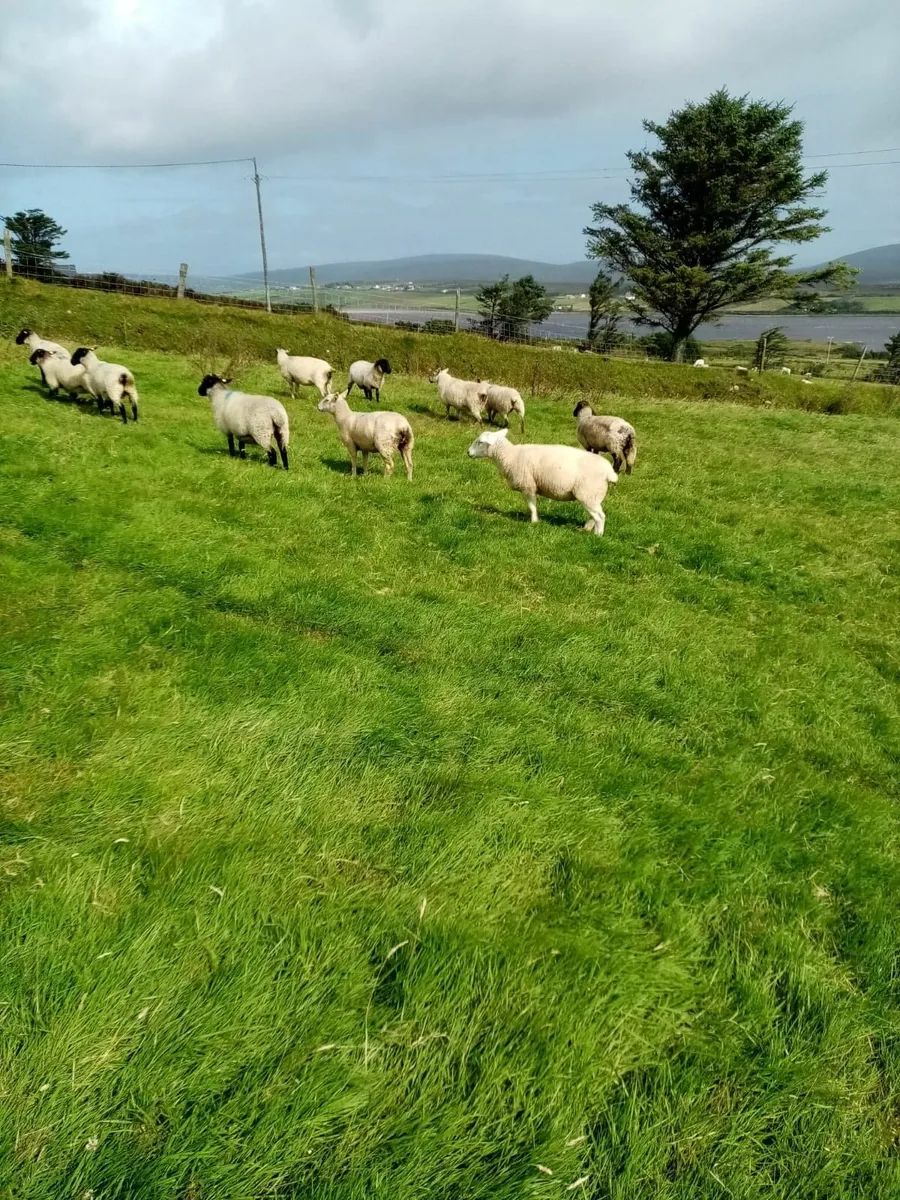 20 cross bred hoggets for sale - Belmullet area - Image 1