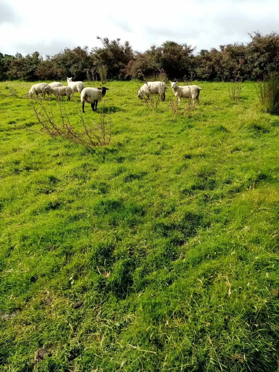 20 cross bred hoggets for sale - Belmullet area - Image 2