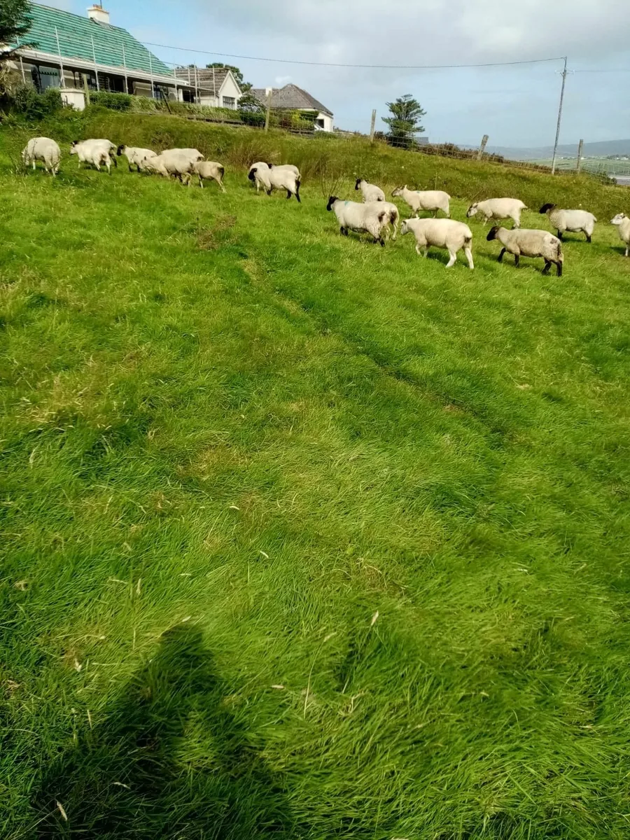 20 cross bred hoggets for sale - Belmullet area - Image 3