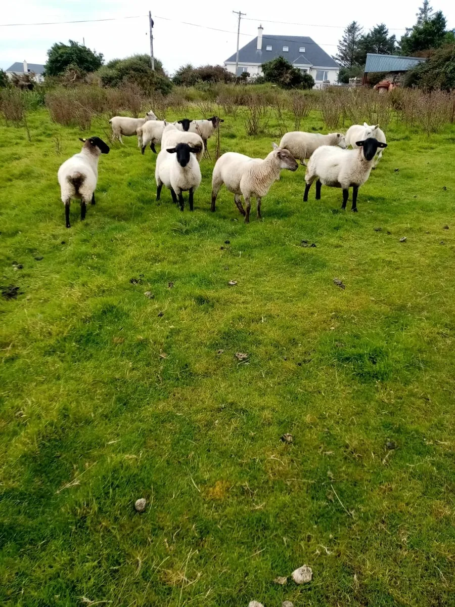 20 cross bred hoggets for sale - Belmullet area - Image 4