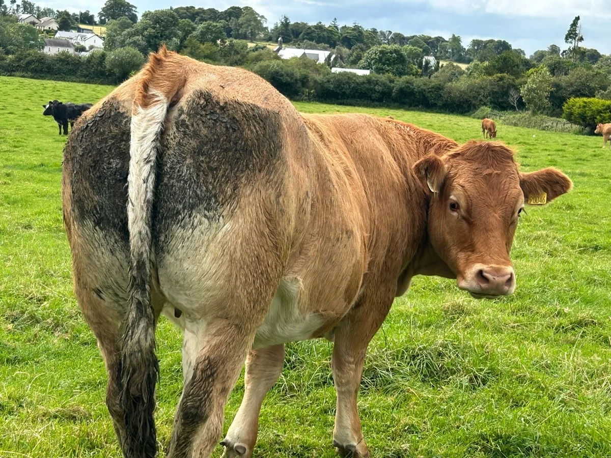 RED LIMOUSIN HEIFERS - Image 1