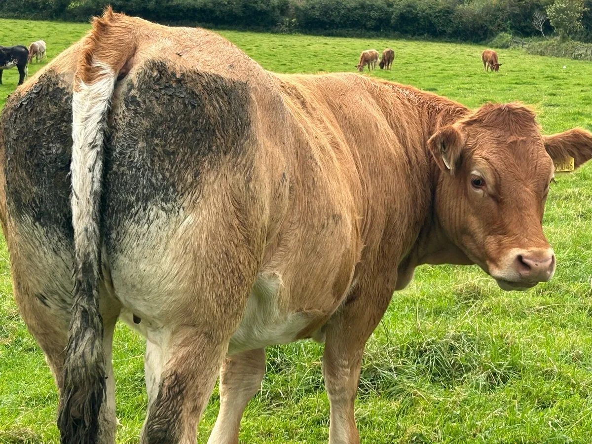 RED LIMOUSIN HEIFERS - Image 2