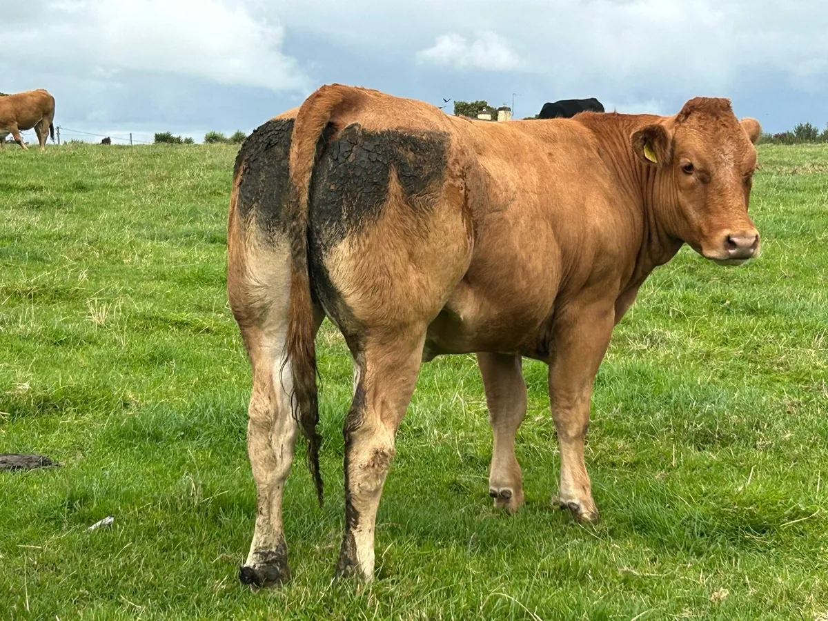 RED LIMOUSIN HEIFERS - Image 3