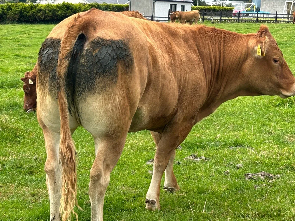 RED LIMOUSIN HEIFERS - Image 4