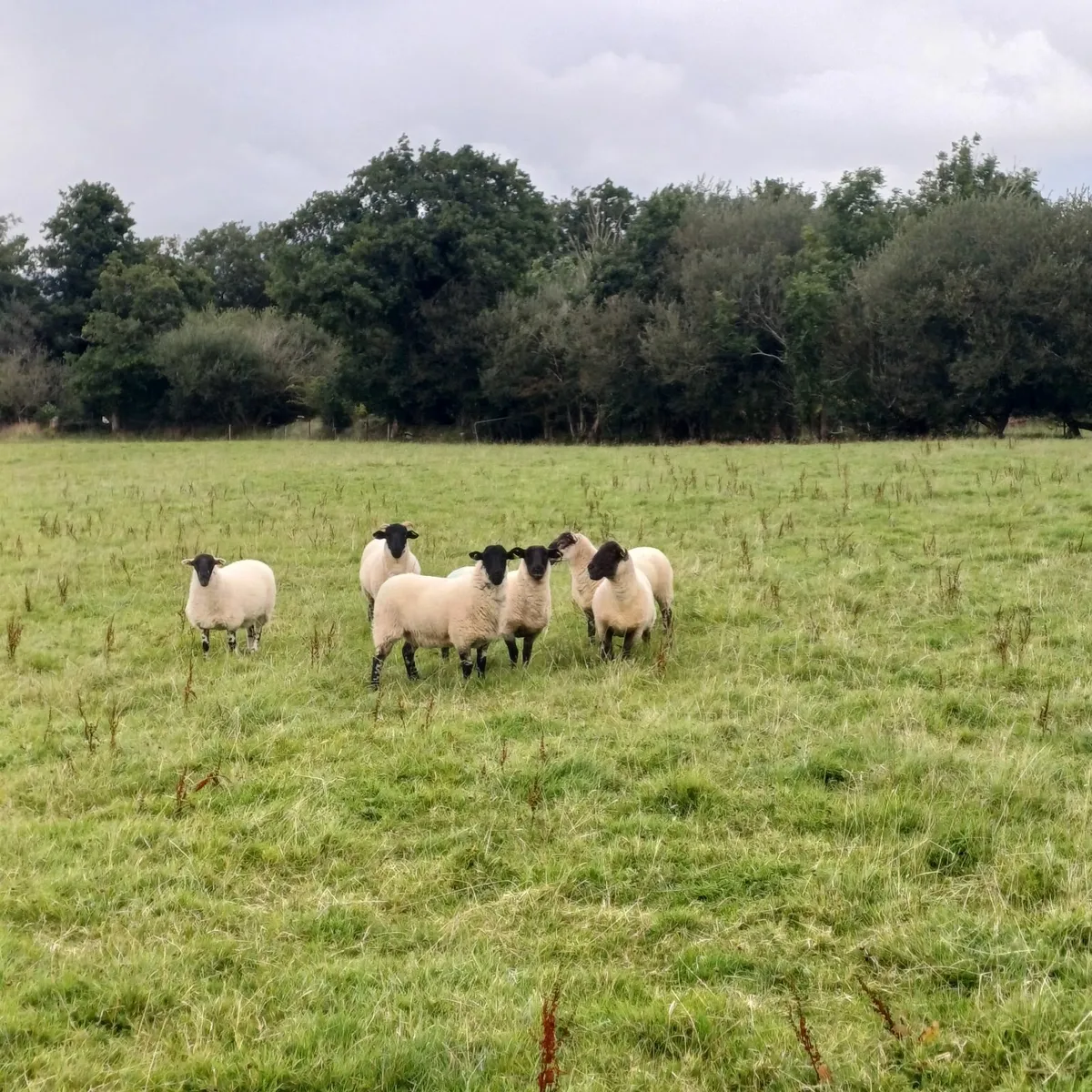 Sheep - Image 2