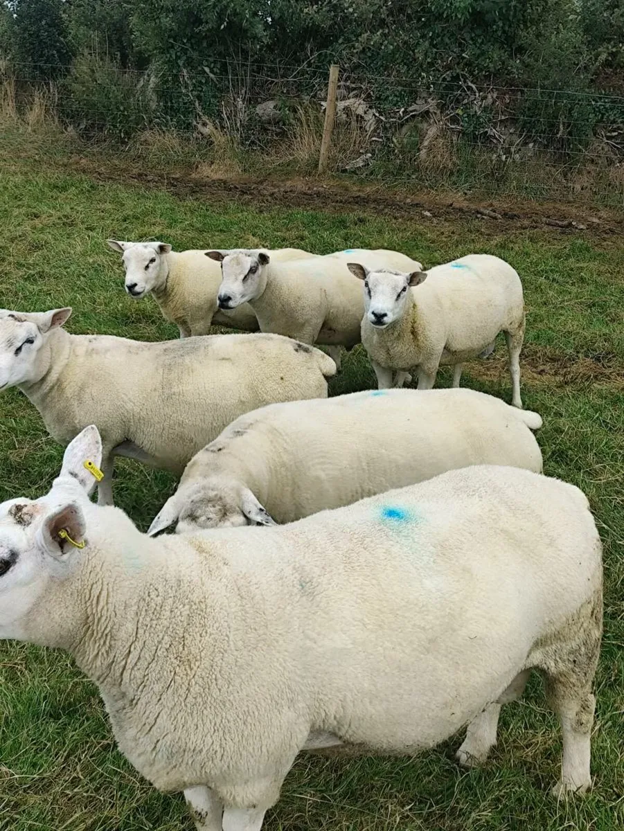 Rams - Image 3