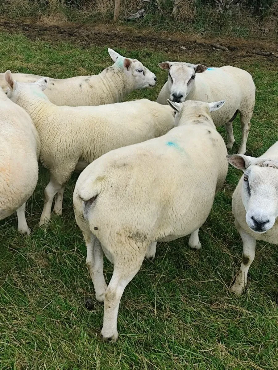 Rams - Image 4