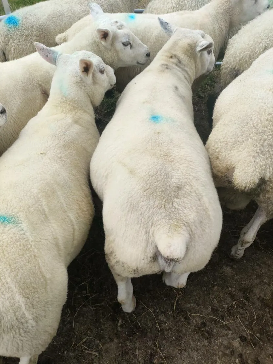 Rams - Image 2