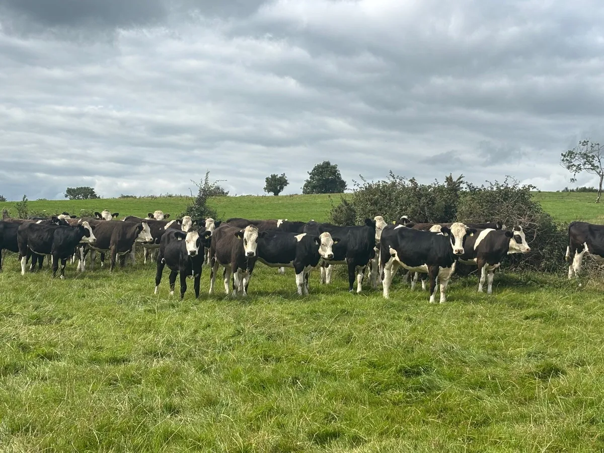 Simmental cross heifers - Image 1