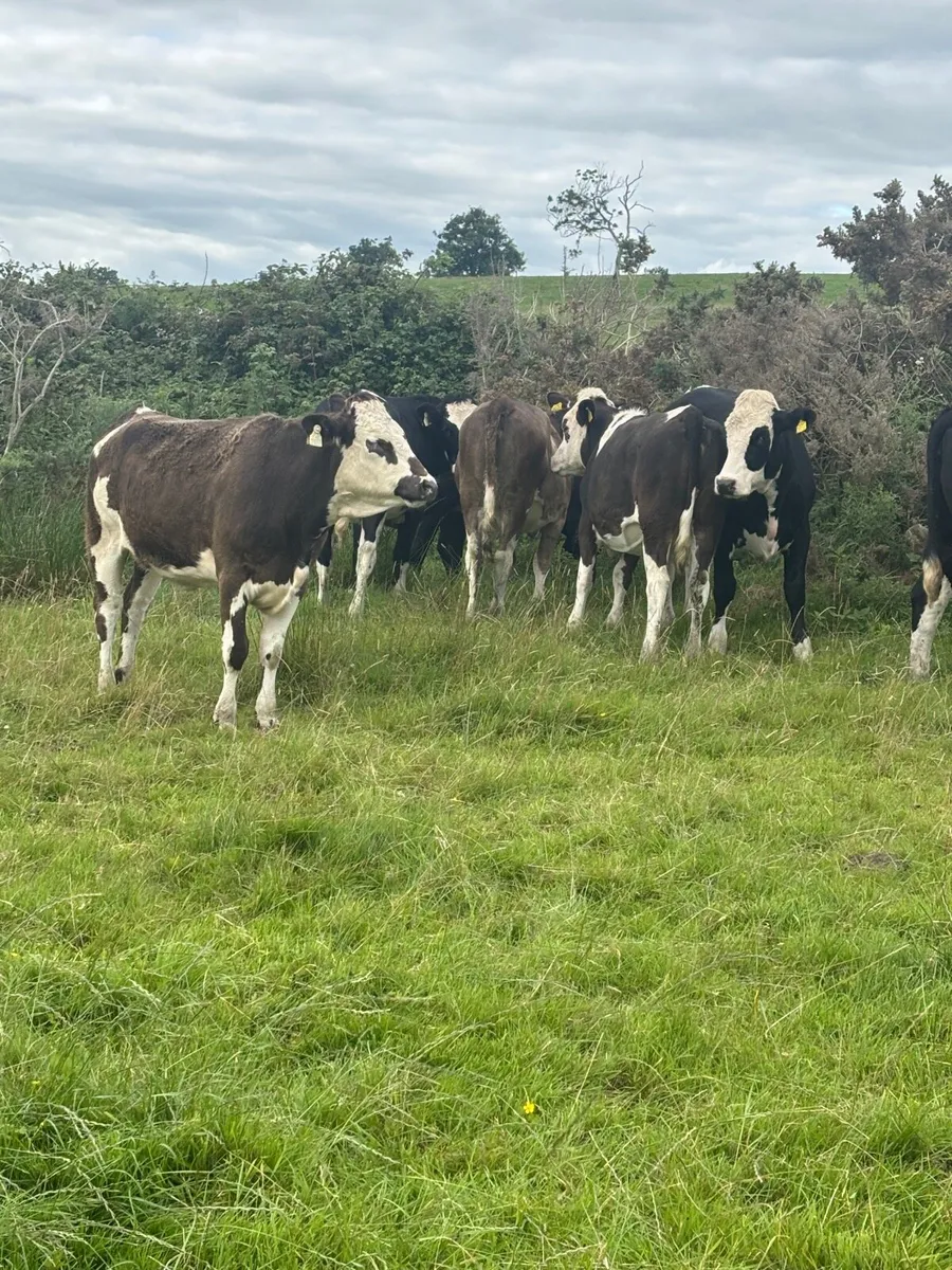 Simmental cross heifers - Image 2