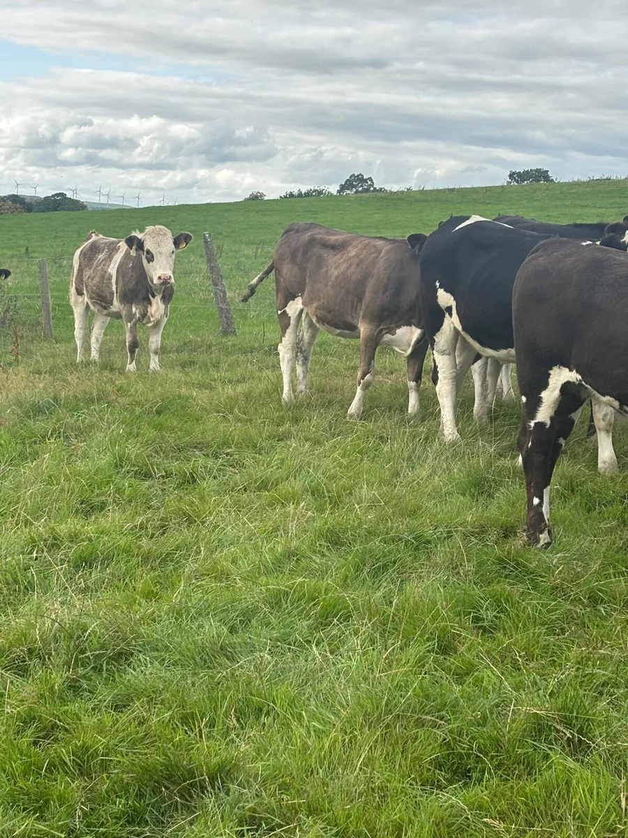 Simmental cross heifers - Image 3