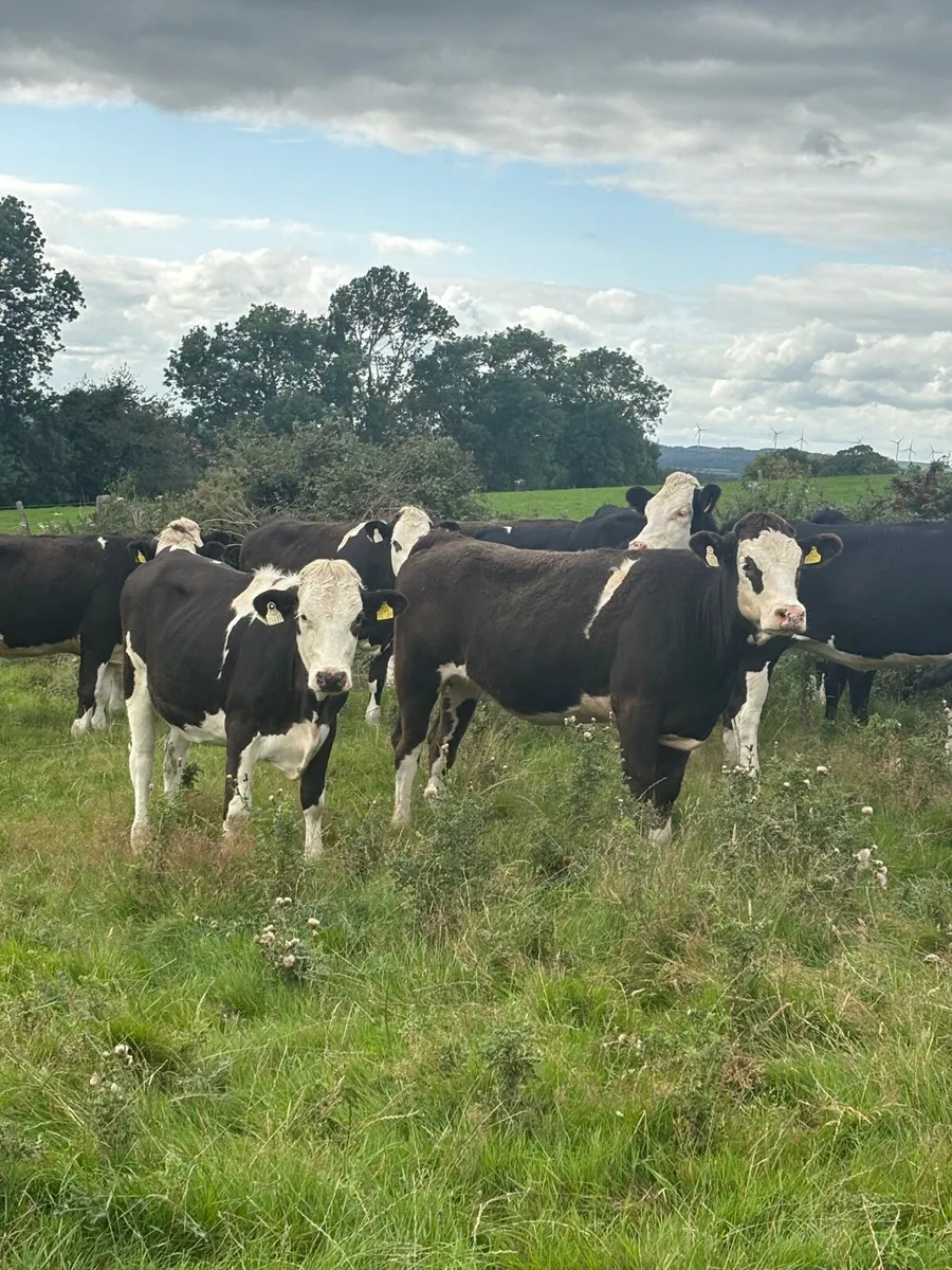 Simmental cross heifers - Image 4
