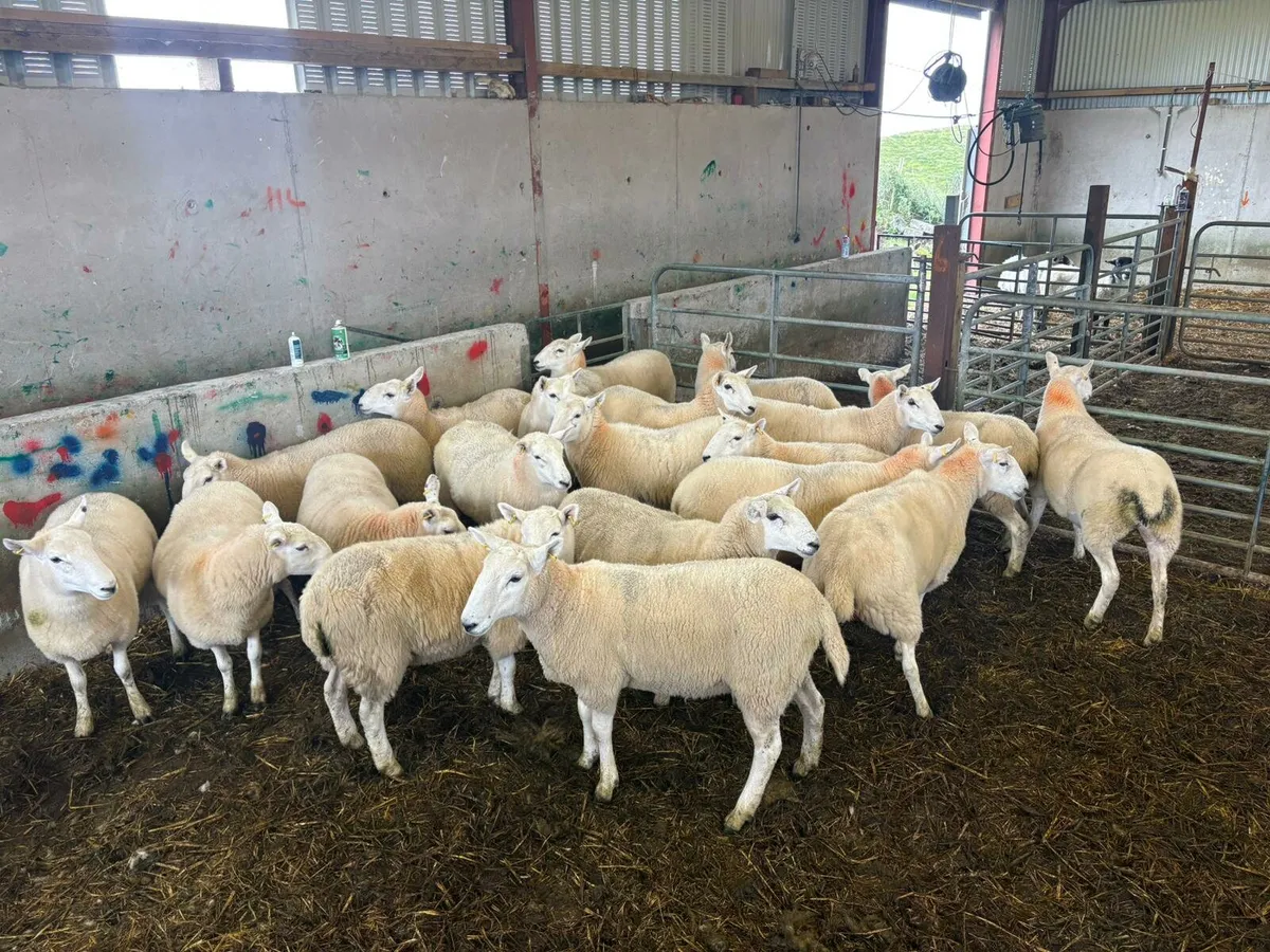 20 Wicklow Cheviot hoggs - Image 1