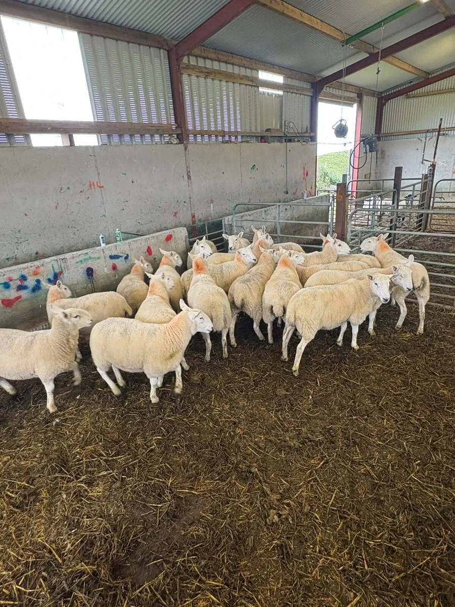20 Wicklow Cheviot hoggs - Image 3