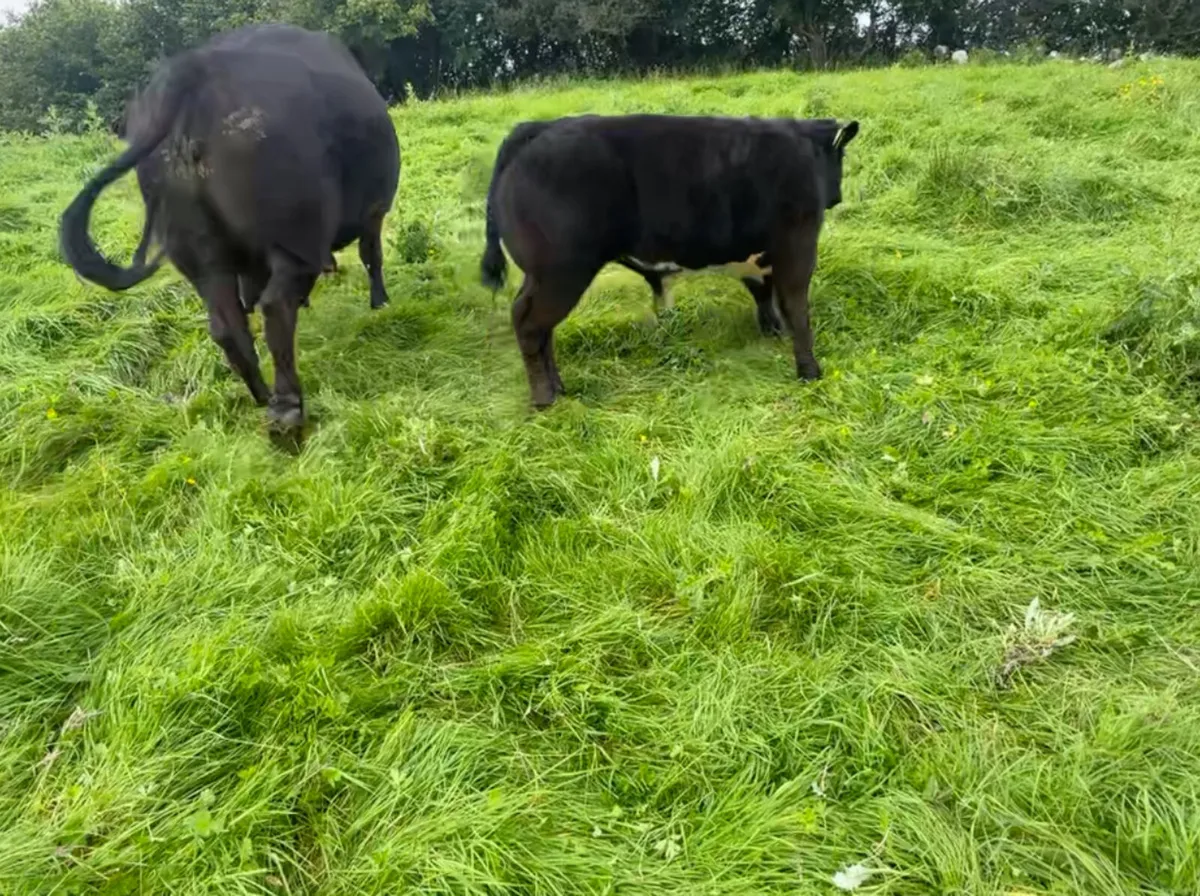 Cows & calves in Balla Sat 9th - Image 1