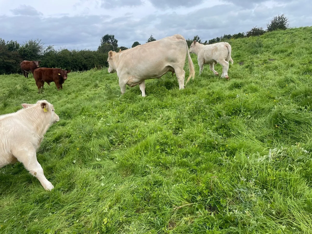 Cows & calves in Balla Sat 9th - Image 2
