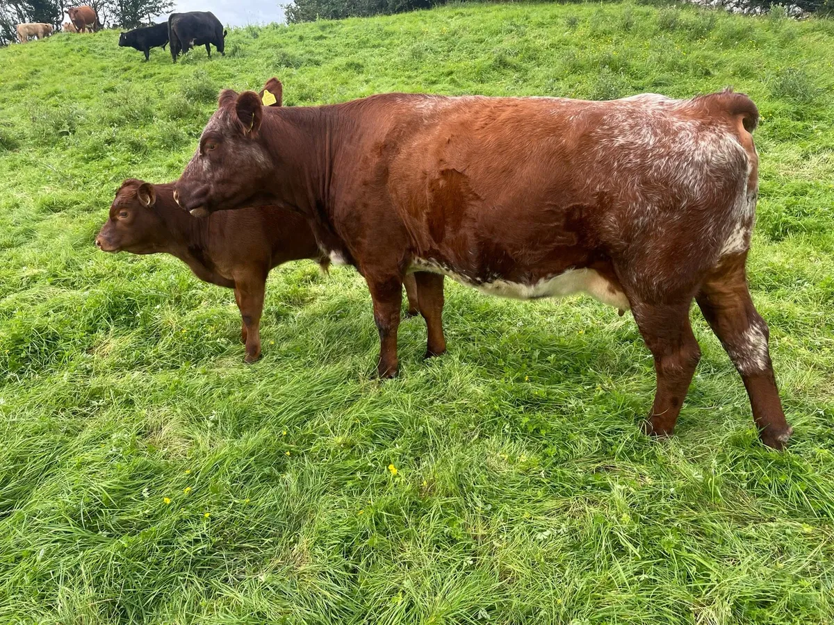 Cows & calves in Balla Sat 9th - Image 3