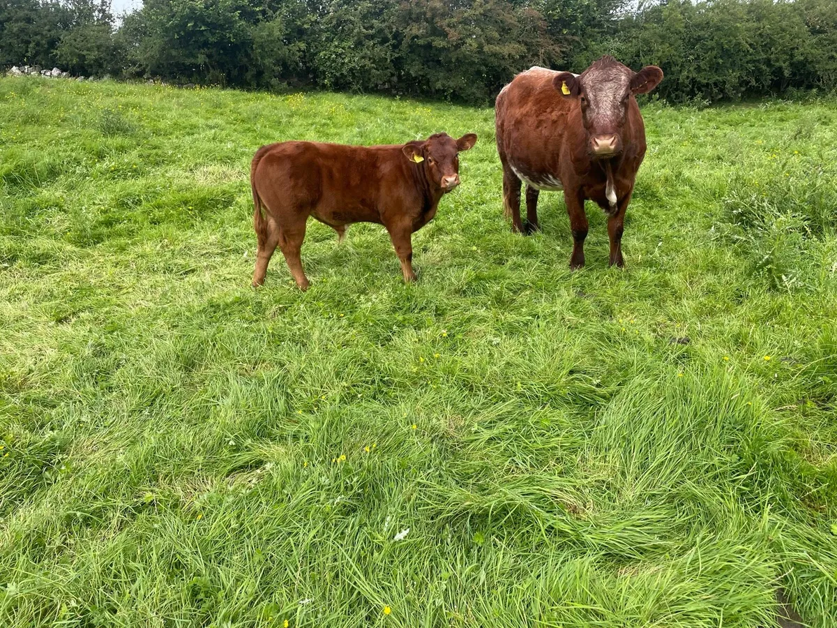 Cows & calves in Balla Sat 9th - Image 4