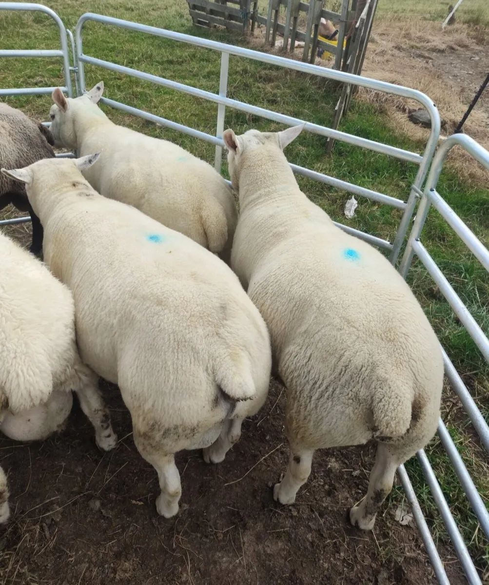 Rams - Image 1